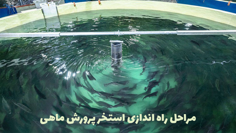 مراحل راه اندازی استخر پرورش ماهی چیست؟