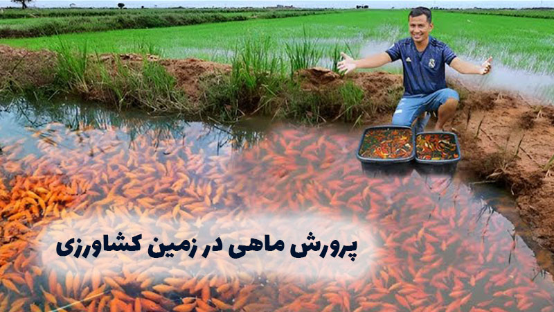 آیا پرورش ماهی در زمین کشاورزی ممکن است؟