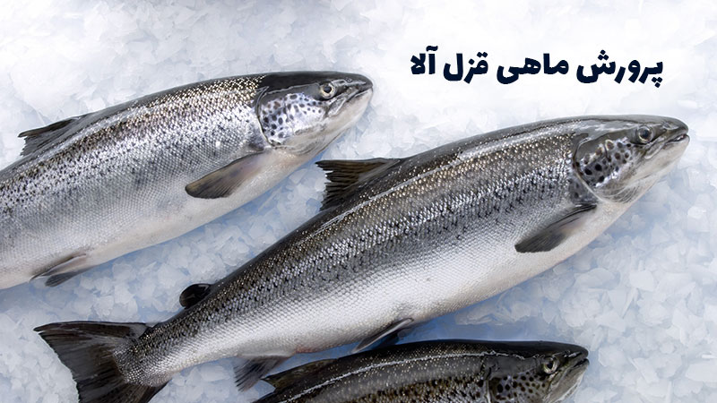 پرورش ماهی قزل آلا چقدر سود دارد؟