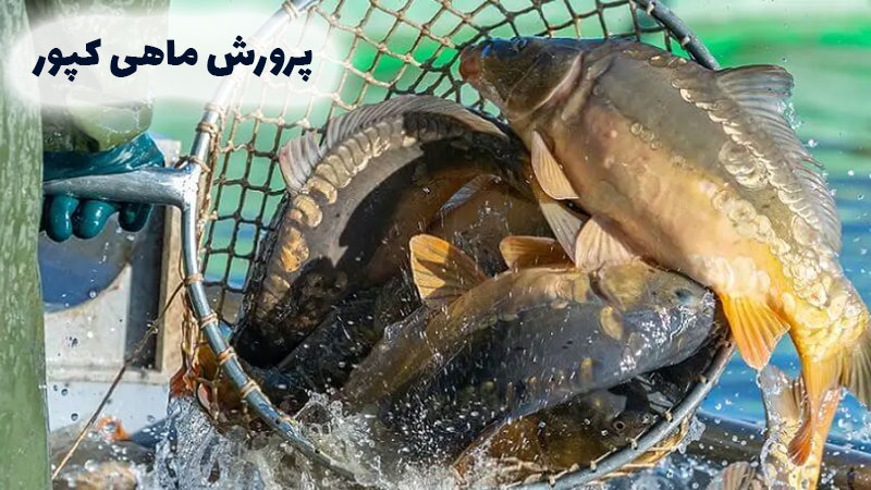 سود پرورش ماهی کپور چقدر است؟